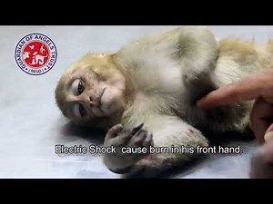 Heart Touching Video Of A Monkey Baby Seriously Injured By Electric Shock.