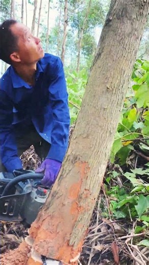 The Felling Cut: Expert Chainsaw Logging of a Tall Forest Tree