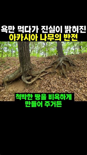 The Unlikely Truth Behind the Hated Acacia Tree