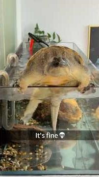 This turtle has anger issues 🐢🔥 #funny #animals #fyp #turtle #pets #foryou