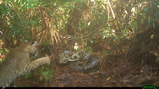 Un lynx filmé s'attaquant à un nid de python birman en Floride
