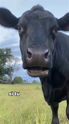 7K views · 78 reactions | Tu penses que les vaches sont juste de gros animaux qui broutent tranquillement ? Détrompe-toi. La vache est bien plus impressionnante qu’elle en a l’air.#fblifestyle #intelligence #histoire #storytelling #france #animals #documentaire #nature #incroyable #animauxsauvages #danger #travaux | Sciencesetculture | Facebook