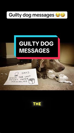 Guilty dogs 😂🤣 #dogs #guiltydog #hilarious