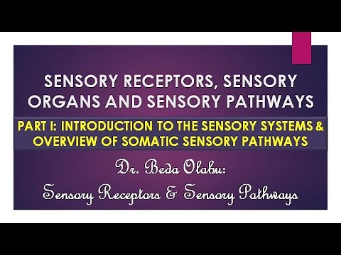 INTRODUCTION TO THE SENSORY RECEPTORS & OVERVIEW OF SOMATIC SENSORY PATHWAYS