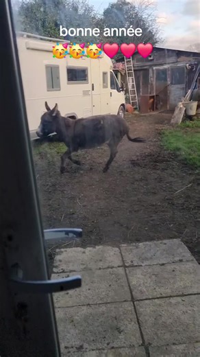 Toto en forme pour commencer l'année 2026❤️❤️❤️#bonneannée #pourtoi #mdr #videoviral #donkey