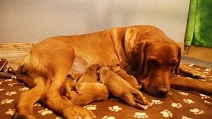 First Time Dog Mom & Her 7 Newborn Puppies! | Life With Labradors