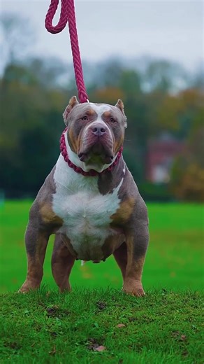 4.1K views · 98 reactions | For most dogs, an ideal diet consists of approximately 18% to 25% protein and 10% to 15% fat, although specific requirements may vary based on factors such as age, breed, size, activity level, and health status. . . . .  @thevideolads www.bullymax.com | Bully Max | Facebook