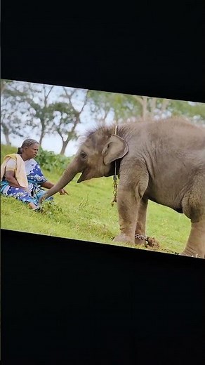 #Oscar #award #2023 #winner movie the elephant whisperer.