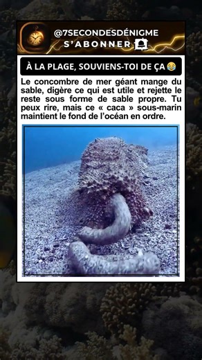 Un nettoyeur discret de l’océan