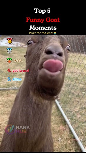 🐐💥 Funniest Goat Fails Ever Caught on Camera