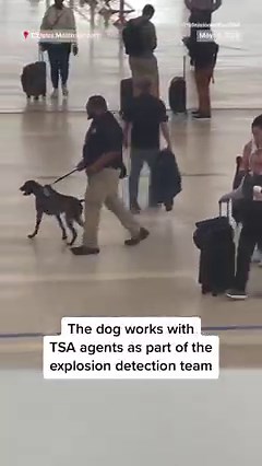 308K views · 5.3K reactions | Video shows a TSA handler aggressively pulling an explosive detection dog while walking back and forth at Detroit Metro Airport. The employee has been removed from handling duties pending an investigation. | NBC News | Facebook