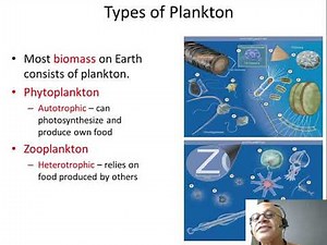 4 Classification of Marine Life