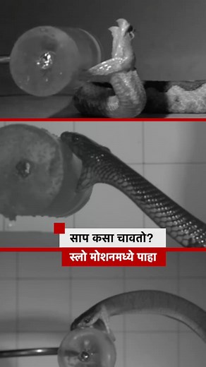साप कसा चावतो? स्लो मोशनमध्ये पाहा... . #snakebite #snake | BBC News Marathi