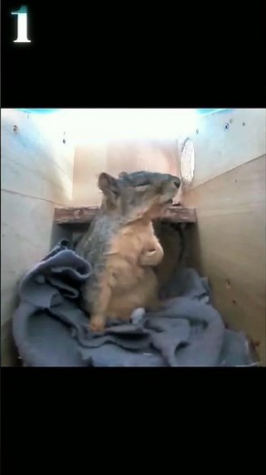 😱 Squirrel Shocked by Lightning & Parrot by Magic #funnyanimals #pets #shorts