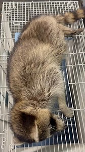 This is the final stages of distemper, this baby has been in someone’s yard for 2 days believed to be paralyzed and was picked up yesterday for euthanasia. | Wildlife Rehabilitation Outpost