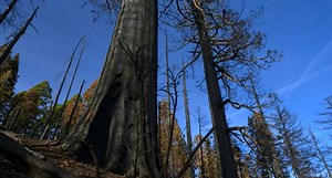 Wildfires claim nearly 20% of world's giant sequoia trees