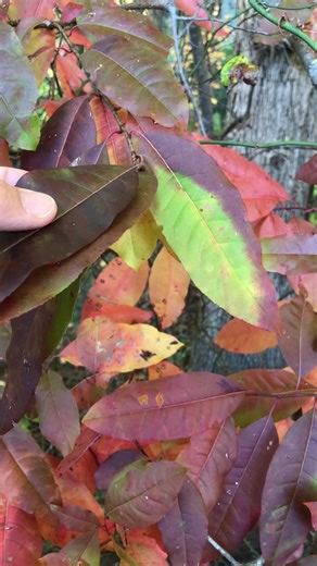 What’s going on with these leaves? 🤯 Anthocyanin pigments give Sourwood (Oxydendrum arboreum) leaves their characteristic red and purple colors this time of year. These pigments are produced each autumn as the photosynthetic green chlorophyll pigments are recycled and removed from the leaves. To produce anthocyanins, though, the leaf must first be exposed to direct sunlight. Thus, you see the reddish-purple anthocyanin pigments in the sun-exposed parts of these leaves, while the shaded regions 