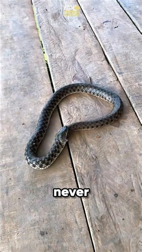 Why Is This Snake Eating Itself⁉️😱 #snake #wildlife