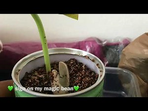 Growing A Magic Bean / Magisk Bønne