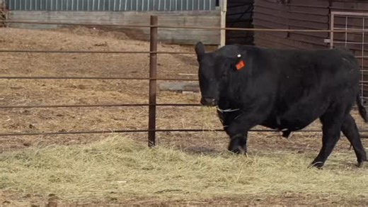Diamond Lazy J Ranch - Bull Sale Live event starts 1/22/26 1:00 PM (CST) At Valentine Livestock Market, in Valentine, NE Watch live or Bid online @ DVAuction.com! Be sure to register to bid online EARLY! Check out the catalog, sale videos, and bid/watch online at ➡️ https://www.dvauction.com/events/250336 Maximum bids can also be placed if you are unable to watch. For any help or questions with the bidding process, please contact our office at (402) 316-5460. #Cattle #Cattlemarket #Livestock #DV