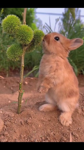cutest little rabbit 😍🐰#rabbit #cute #cutest ##cuterabbit #bunny #pet #pets #animal #fypシ #foryou #viral #viralvideo #viraltiktok #fyp #foryoupage #trending #trend