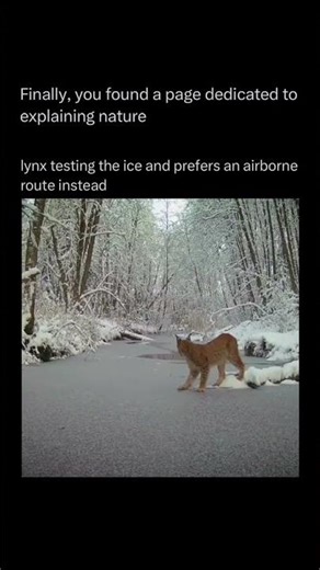 Lynx Tests the Ice… Then Takes the Airborne Route Instead! 🐾❄️