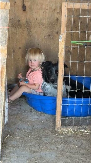 Daughter bonds with dog and puppies in Sidney, Montana, USA