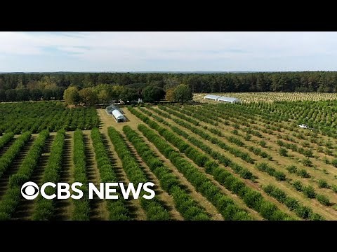 How global warming is affecting our food and where it’s grown | ClimateWatch