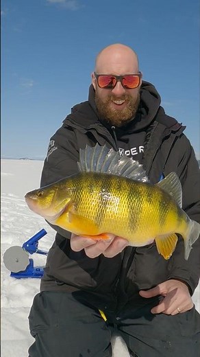 Ice Fishing for GIANT PERCH at Cascade #icefishing