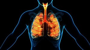 Human Respiratory System Lungs Breathing Anatomy Animation Concept. 3D