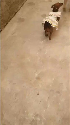 Lady Pet Fashion on TikTok