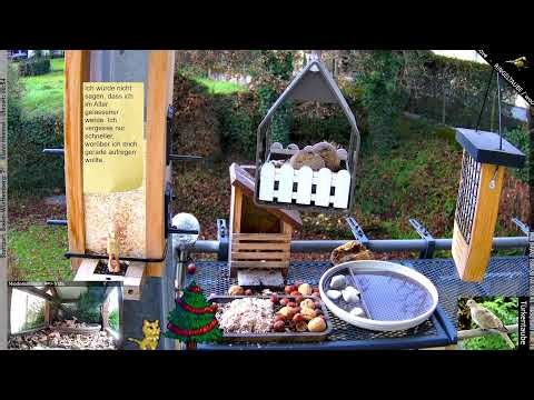 Vogel-Beobachtung/Bird-Watch - Stuttgart (!stg) und Niedersachsen (!nds) - Viel Spaß!