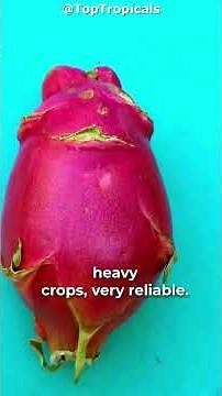 Why You’re Growing the WRONG Dragon Fruit! 🤯🌵