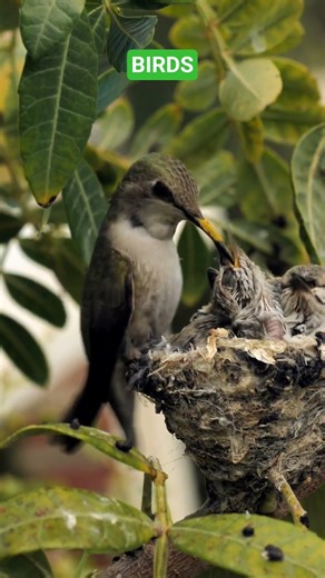 Hummingbirds! #wildlife