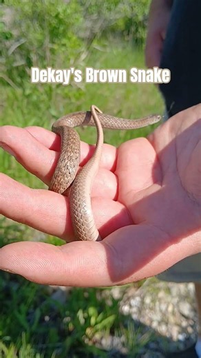 A Dekay's Brown Snake