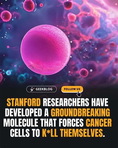 Stanford University scientists have made a major breakthrough in cancer research by developing a revolutionary molecule that triggers cancer cells to self-destruct through apoptosis a natural process the body uses to remove damaged or abnormal cells. What sets this molecule apart is its pinpoint accuracy. It targets only cancer cells, activating the genes that cause their destruction while sparing healthy cells. This precision could lead to far more effective treatments with fewer harmful side e