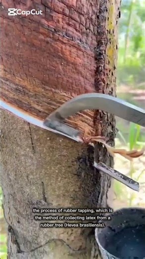 process of rubber tapping
