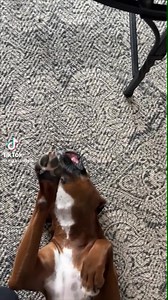 Wait for the derp... #derp #dogs #funny #meme #funnyvideos #aww #eyebleach | ill.Gates