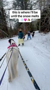 2.9M views · 47K reactions | Mini skijoring is back! 珞❄️勺⛷️#alchemyacres #miniskijoring #minihorses #ponyski #ponyskishop | Alchemy Acres | Facebook