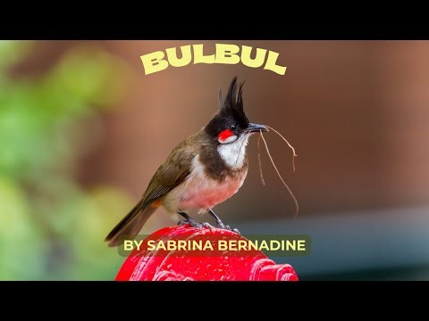 Bulbul By Sabrina Bernadine