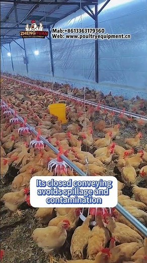 Why Top Farms Are Switching: The Undeniable Benefits of Automated Feeding for Poultry Operations! 🐓