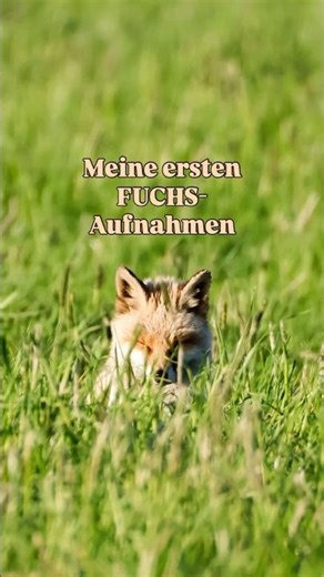 My first fox photos 🦊✨🔥🥰