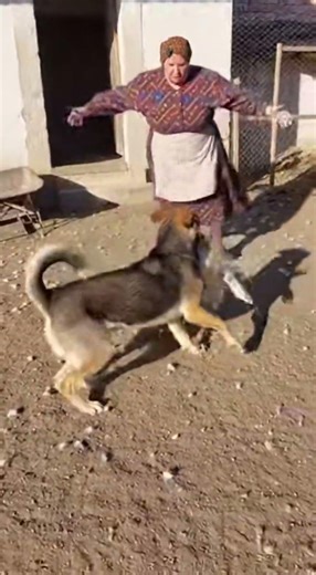 Cainele a furat găina 😂😂🤭 #goviral #funny #shorts #fyp