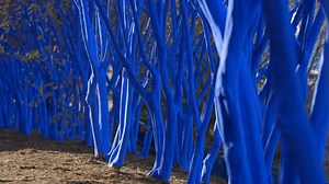 "The Blue Trees" in Chattanooga, TN
