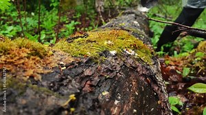 Man Walks over a Log while Hiking in the Woods. Stepping over a fallen log in a wild forest. Man with metal detector walking in forest. Walking step over leaves on ground in the natural forest. Stock Video