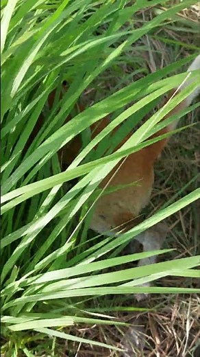 Detective Rocky: Investigation 🕵️😁😎 #anjing #dog