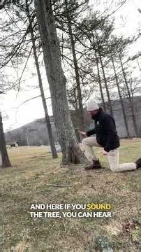 CODIT at the Base of a Tree: Why a Wound Doesn’t Always Mean Removal