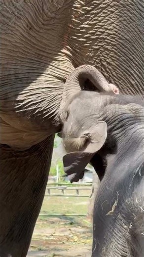 its drinking milk time #elephant #cuteanimal #cutemammal