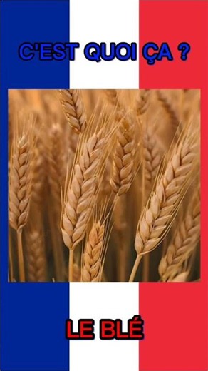 🌽 C’est quoi ça ? 🤔Découvrez les 4 céréales les plus connues dans le monde 🌍