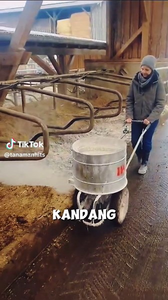 Teknik Perawatan Kandang Sapi untuk Mencegah Penyakit